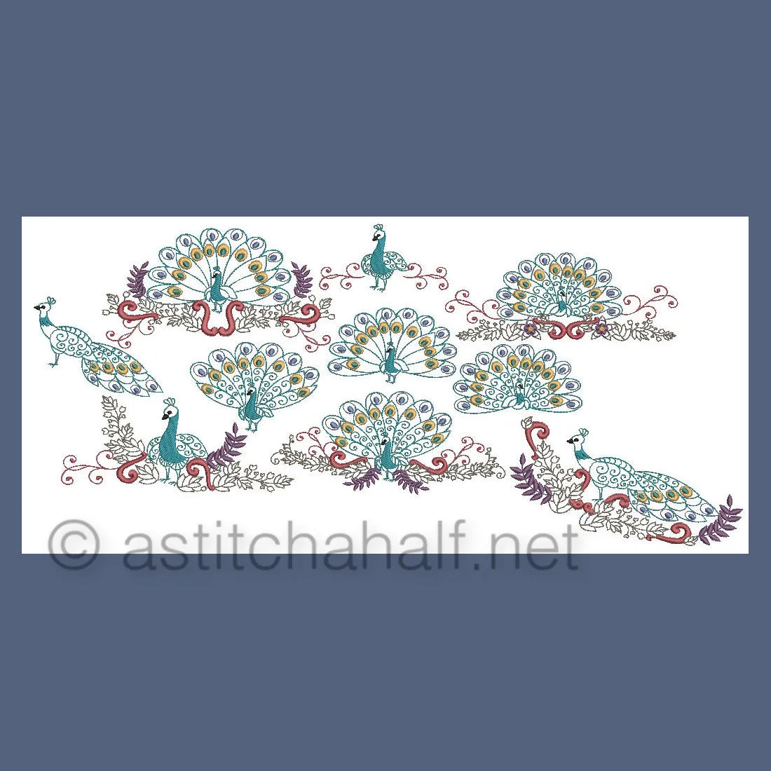 Peacock Parade 01